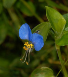 Dayflower, Asiatic