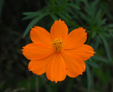 Coreopsis