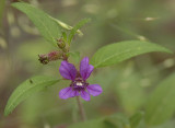 Blue Waxweed