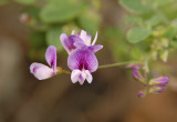 Clover, Trailing Bush