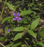 Blue Waxweed