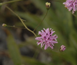 Appalachian Blazing Star