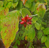 Dogwood, Native Southern