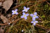 Bluets, Small, Innocence