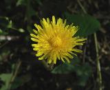 Dandelion, Dwarf