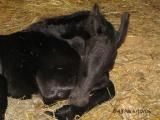 Sleeping Baby Tim