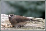 Junco ardoisé (Dark-eyed Junco)