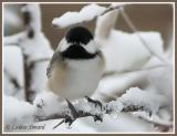 Mésange à tête noire (Black-capped Chickadee)