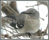 Moqueur polyglotte (Northern Mockingbird)