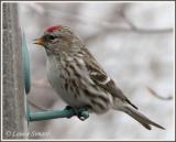 Sizerin flammé (Common Redpoll)