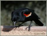 Carouge à épaulettes (Red-winged Blackbird)