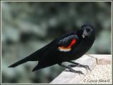 Carouge à épaulettes (Red-winged Blackbird)