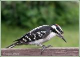 Pic chevelu (Hairy Woodpecker)