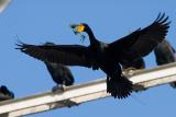 Double-crested Cormorants