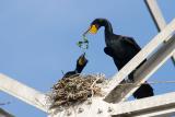Double-crested Cormorants