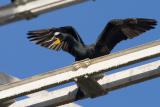 Double-crested Cormorant, breeding plumage