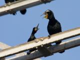 Double-crested Cormorants