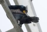 Double-crested Cormorant preening