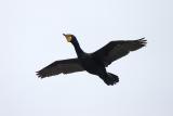 Double-crested Cormorant