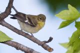 Lesser Goldfinch