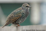 Common StarlingSturnus vulgaris vulgaris