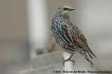 Common StarlingSturnus vulgaris vulgaris
