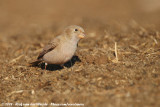 Trumpeter FinchBucanetes githagineus amantum