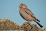 Trumpeter FinchBucanetes githagineus amantum