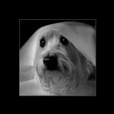 Bailey in B/W