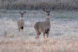 Whitetails at Dusk