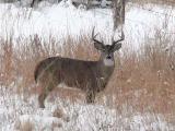 Buck at the LuckyBreakRanch