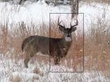 Buck (revised)