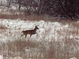 Buck on the move