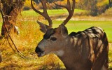Buck, Wawona Meadow