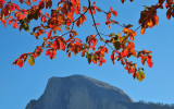 Dogwood Leaves Over Half Dome