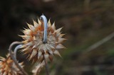 Thistle Along a Backroad