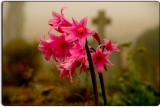 Naked Ladies at St. Teresa's Cemetery