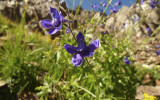 Larkspur caught our attention.