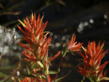 Indian Paintbrush.
