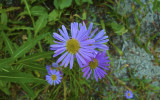 Mountain Asters along the trail.