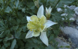 A Columbine and an aphid.