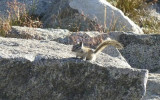 A chipmunk surveys its kingdom.