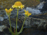 Flowers near camp.