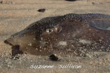 dead skate plum island