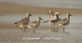black-bellied plovers plum island