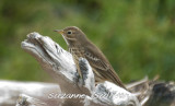 american pipit sandy point plum island
