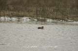 eurasian widgeon plum island