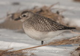 black-bellied plover sandy point plum island