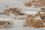 black-bellied plover sandy point plum island