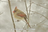 female cardinal wilmington